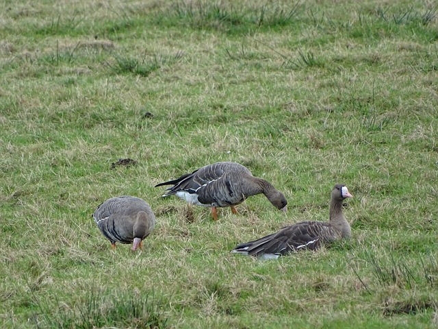金融奇才：杜兰特多轮风投获得20倍以上回报率